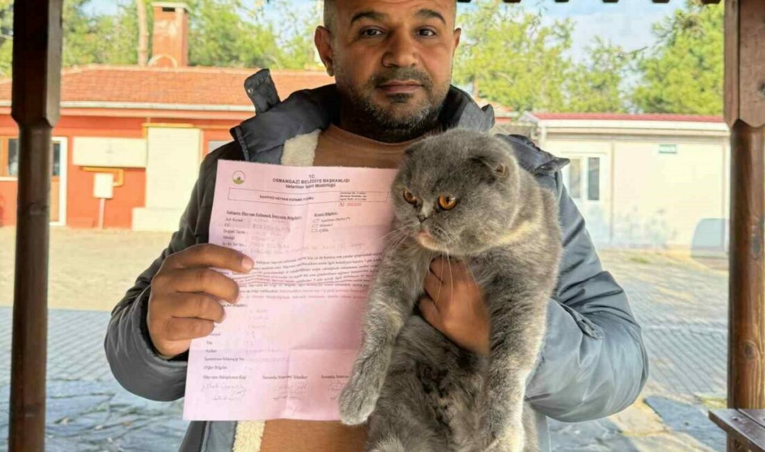 Can dostlar sıcak yuvalara kavuştu Osmangazi Belediyesi, 2024 yılında 693 kedi ve köpeğin yeni yuvalara