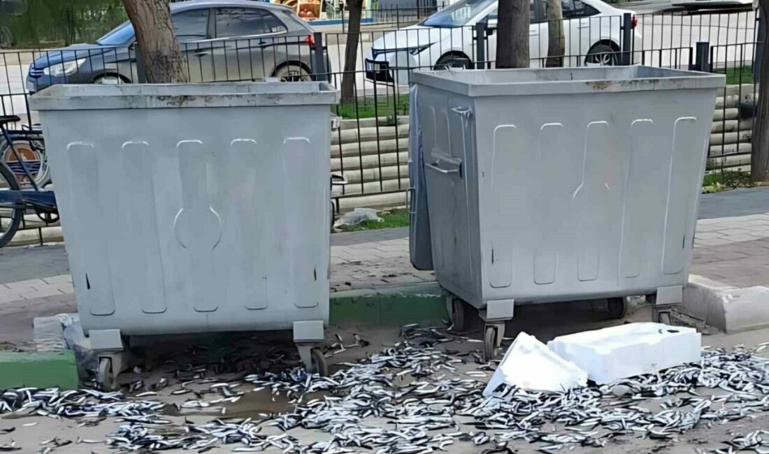 Çevre düşmanı bozuk balıkları yola döktü Gemlik’te bir şahıs çöp konteyneri etrafına bozuk balık döktü. Gece