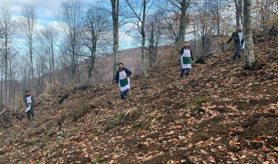 Kayın tohumları toprakla buluşuyor Büyüme hızı yavaşlamış, ekolojik ömrünün sonuna yaklaşan ormanların sağlıklı bir
