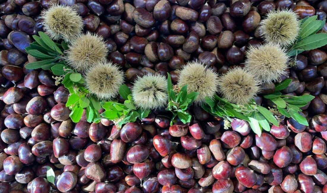 Çankırı Karatekin Üniversitesi Mühendislik Fakültesi Gıda Mühendisliği Bölümü Öğretim Üyesi