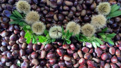 Çankırı Karatekin Üniversitesi Mühendislik Fakültesi Gıda Mühendisliği Bölümü Öğretim Üyesi