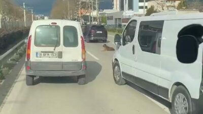 Bursa’da yolun ortasında oturan köpek, trafiği kilitledi. 3 şeritli yolda