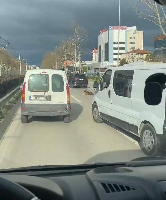Bursa’da yolun ortasında oturan köpek, trafiği kilitledi. 3 şeritli yolda