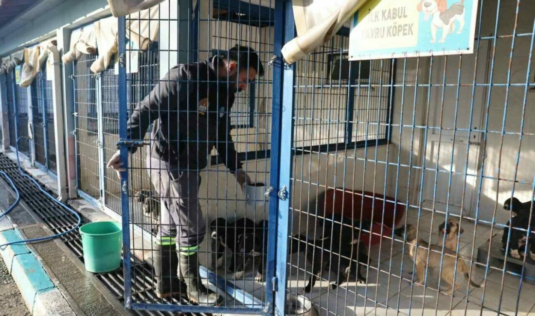 Nilüfer’deki sahipsiz canlar sıcak yuvalarını bekliyor Nilüfer Belediyesi Veteriner İşleri Müdürlüğü Hayvan Bakım ve Tedavi Merkezi’nde