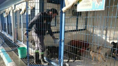 Nilüfer Belediyesi Veteriner İşleri Müdürlüğü Hayvan Bakım ve Tedavi Merkezi’nde