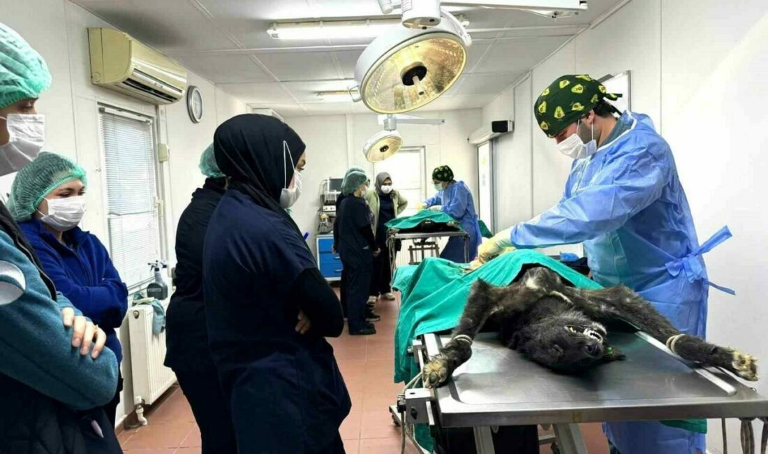 Osmangazi’de can dostlar emin ellerde Osmangazi Belediyesi’nin Uludağ Üniversitesi Veteriner Fakültesi ile imzaladığı protokol çerçevesinde