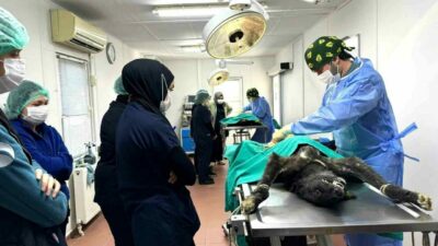 Osmangazi Belediyesi’nin Uludağ Üniversitesi Veteriner Fakültesi ile imzaladığı protokol çerçevesinde