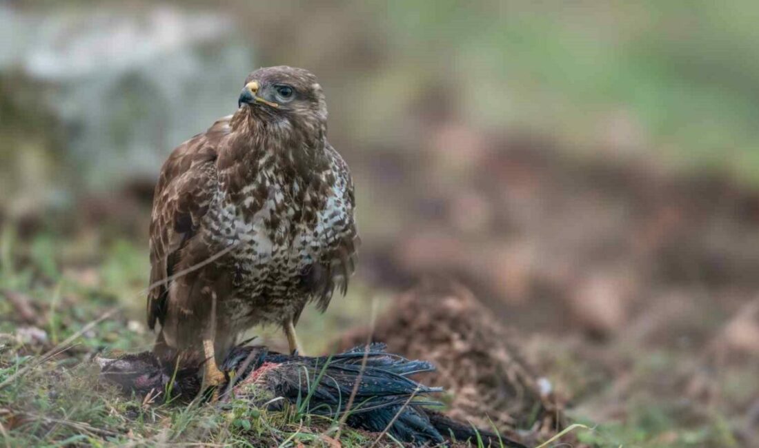 Türkiye, kış aylarında yoğun olarak şahinleri ağırlıyor. Diğer kuş türlerinin