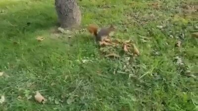 Bursa’da Reşat Oyal Kültür Parkı’nda gezen bir vatandaş, karşılaştığı sincabı