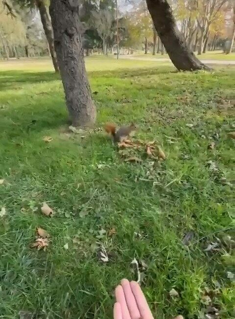 Sincabı kendi elleriyle böyle besledi Bursa’da Reşat Oyal Kültür Parkı’nda gezen bir vatandaş, karşılaştığı sincabı