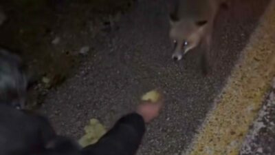 Bursa Uludağ Yolunda gezintiye çıkan bir grup genç yolda gördükleri