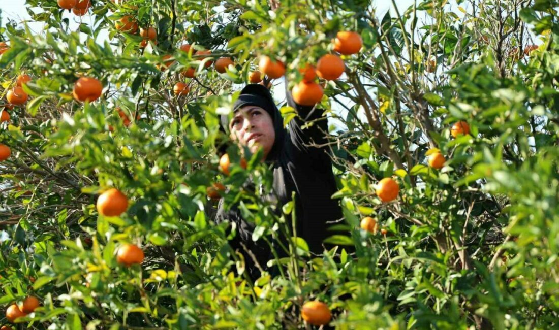2024 ve 2025’in en mutlusu mandalina ve portakal çiftçisi olabilir Mandalina, yüzde 327 artışla geçen yıl üretici fiyatları en çok