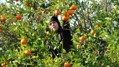 Mandalina, yüzde 327 artışla geçen yıl üretici fiyatları en çok