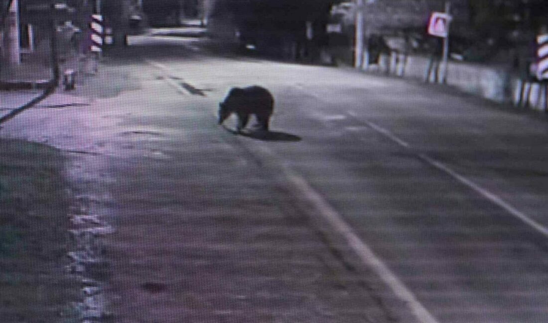 30 saattir firar olan ayı halen aranıyor Bursa’nın Karacabey ilçesinde barınaktan firar eden ayı 30 saattir aranıyor.