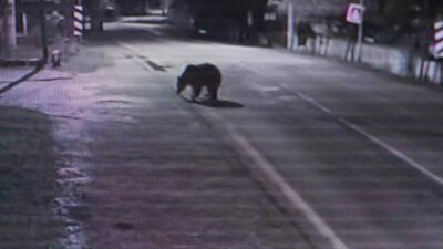 Bursa’nın Karacabey ilçesinde barınaktan firar eden ayı 30 saattir aranıyor.