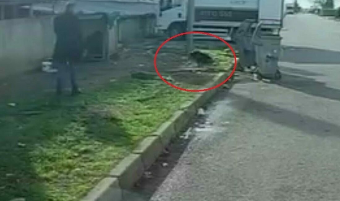 Başıboş köpeğin saldırısına uğradı: O kaçtı, köpek kovaladı Bursa’da bir kişi yürüdüğü esnada yol kenarında fark etmediği başıboş