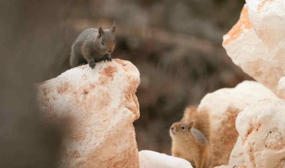 Bursalı fotoğrafçı Tunceli kırsalında melanistik sincap görüntüledi Tunceli’nin Pülümür ilçesinde melanistik olması sebebiyle çok nadir görülen bir