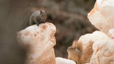Tunceli’nin Pülümür ilçesinde melanistik olması sebebiyle çok nadir görülen bir