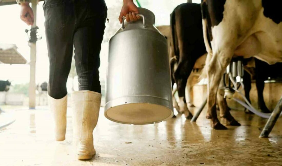 Çiğ sütte üreticinin eline 16 lira 40 kuruş geçecek Balıkesir Damızlık Sığır Yetiştiricileri Birliği Başkanı Hasan Çetin, Bursa, Balıkesir ve Çanakkale