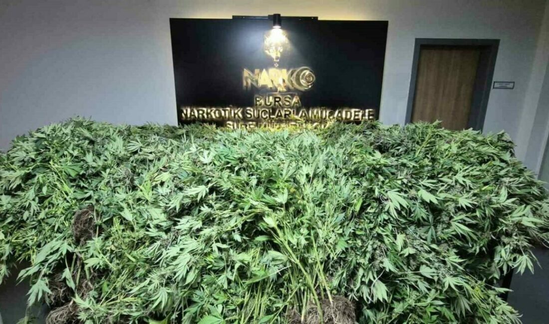 GDO’lu esrar operasyonu Bursa Narkotik polisi tarafından yapılan operasyonda bebe konfeksiyonu ve tekstil