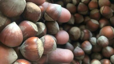 Dünya’da ikinci büyük üretici İtalya’da rekoltenin beklenen 140 bin ton