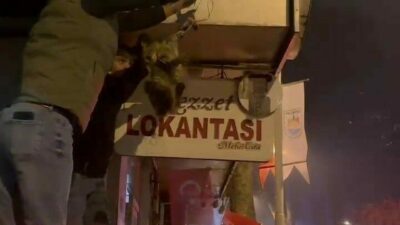 Bursa’nın İznik ilçesinde kablolara dolanan bir kedi, duyarlı vatandaşların çabasıyla