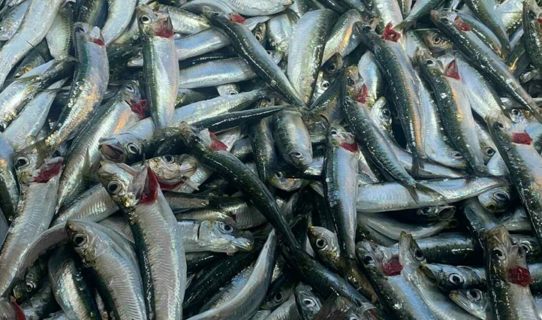 Kış aylarında sağlık, kalsiyum deposu kuyruğuyla kılçığıyla denizden çıkıyor Sağlıklı beslenmede günde 2 kez tüketilmesi önerilen balık, kalp hastalıklarından