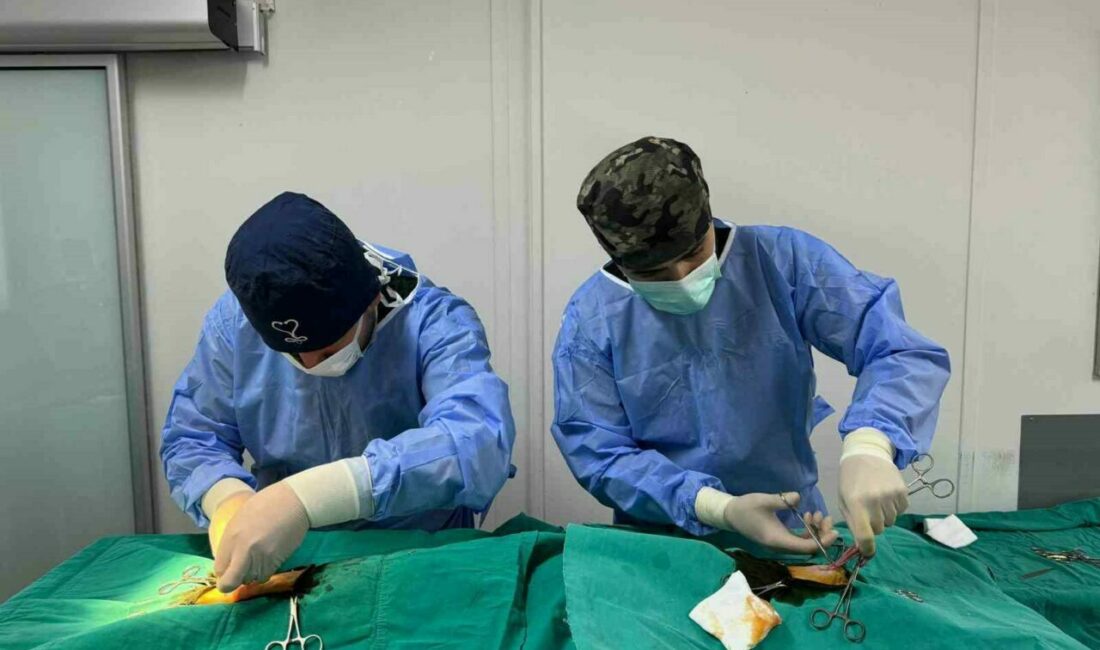Osmangazi’de kedi popülasyonu kontrol altında Sokaklarda sayısı hızla artan kedi popülasyonunu kontrol altında tutmak için