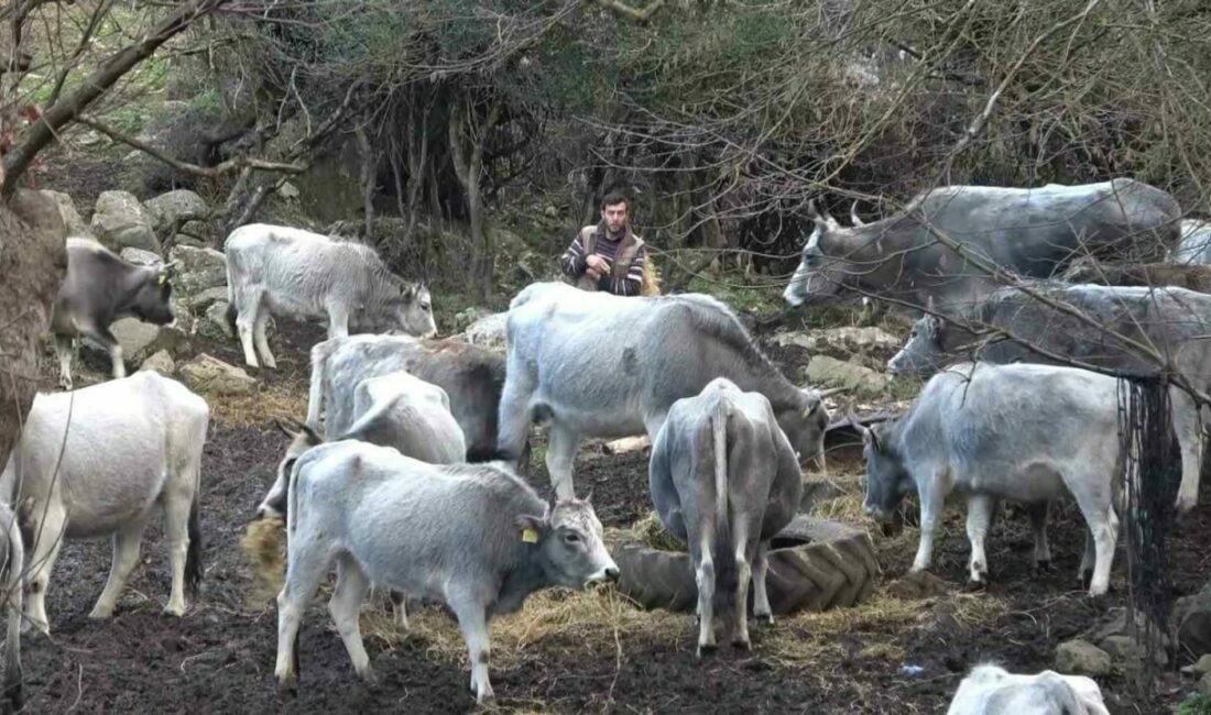 Bursa’da 750 yıllık safkan yerli hayvanları kurşuna dizdiler Bursa’da 750 yıldır safkan olarak yetişen danalar, karşı köyün merasına