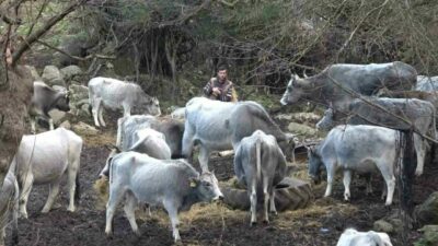 Bursa’da 750 yıldır safkan olarak yetişen danalar, karşı köyün merasına