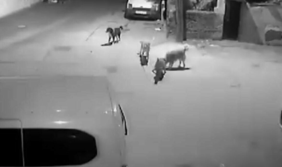 Sahipsiz köpekler kediyi parçaladı Bursa’da gece saatlerinde sahipsiz köpeklerin bir kediyi parçaladığı anlar güvenlik