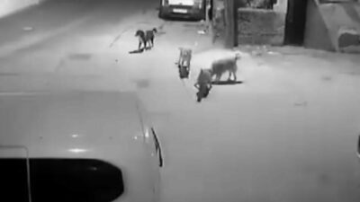 Bursa’da gece saatlerinde sahipsiz köpeklerin bir kediyi parçaladığı anlar güvenlik