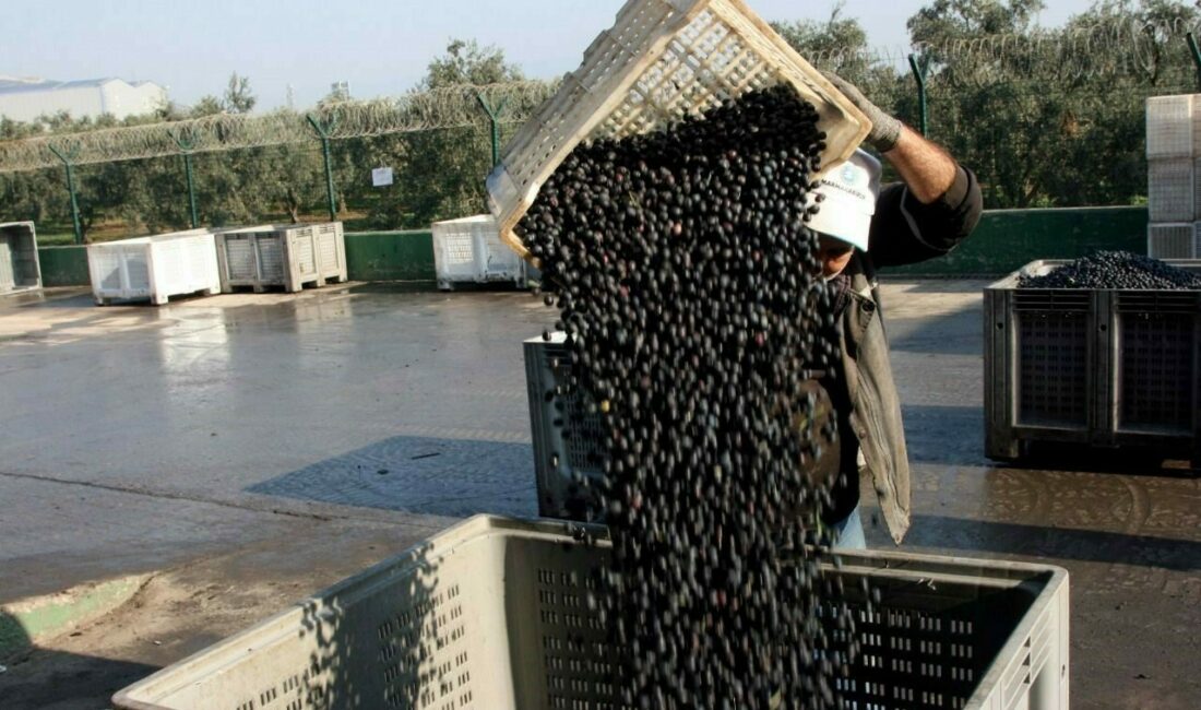 Zeytin alımları tamamlanıyor Marmarabirlik, ekim 2024’de başlattığı zeytin alımlarını bugün tamamlıyor. Zeytinde 20242-2025