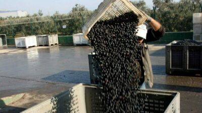Marmarabirlik, ekim 2024’de başlattığı zeytin alımlarını bugün tamamlıyor. Zeytinde 20242-2025
