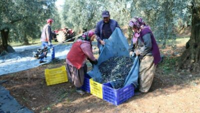 Türkiye’nin zeytinyağı ihracatı, 1 Kasım’da 2024’te başlayan ihracat sezonunda ihracatını