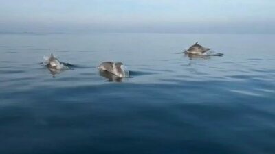 Bursa’da balık tutmak için sahilden ayrılan balıkçı, gördüğü manzara karşısında