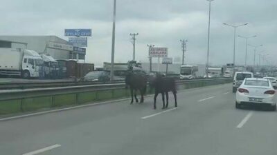Bursa’da başıboş atlar, ana yolu esir alarak hipodroma çevirdi. Sürücülerin