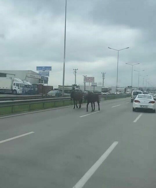 Başıboş atlar ana yolu hipodroma çevirdi Bursa’da başıboş atlar, ana yolu esir alarak hipodroma çevirdi. Sürücülerin