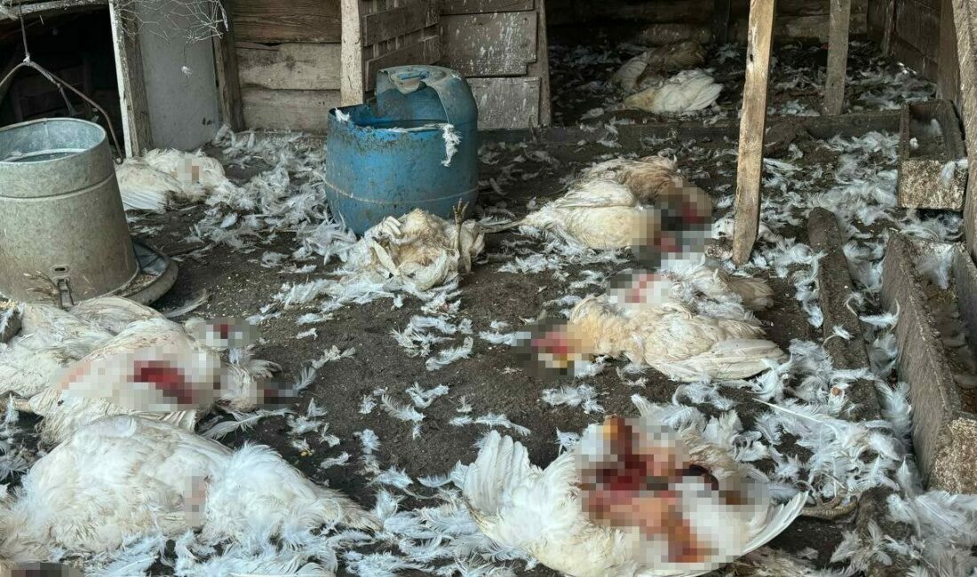 Bursa’da sahipsiz köpekler girdikleri ağıl ve kümeste 5 koyun ile
