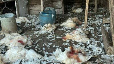 Bursa’da sahipsiz köpekler girdikleri ağıl ve kümeste 5 koyun ile