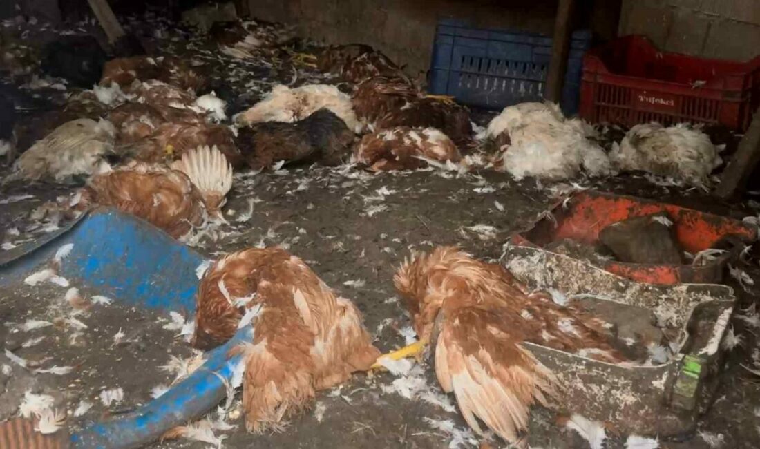 Çiftliklere giren kurt sürüsü hayvanları telef etti Bursa’da çiftliklere giren kurt sürüsü 6 koyun, 40 tavuk ve