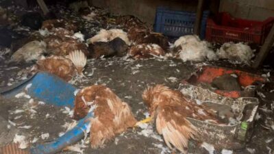 Bursa’da çiftliklere giren kurt sürüsü 6 koyun, 40 tavuk ve