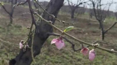 Bursa’nın İznik ilçesinde şeftali ağaçları erken çiçek açtı. İznik’in köylerinde