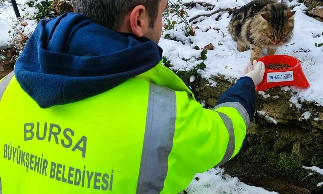 Kar bastırdı, Büyükşehir can dostları unutmadı Bursa’da kar yağışı ile birlikte yiyecek bulma sıkıntısı çeken sokak