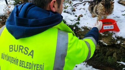 Bursa’da kar yağışı ile birlikte yiyecek bulma sıkıntısı çeken sokak