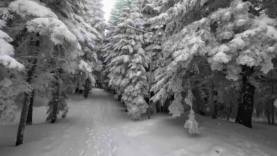 Doğa Koruma ve Milli Parklar 2. Bölge Müdürlüğü tarafından dron