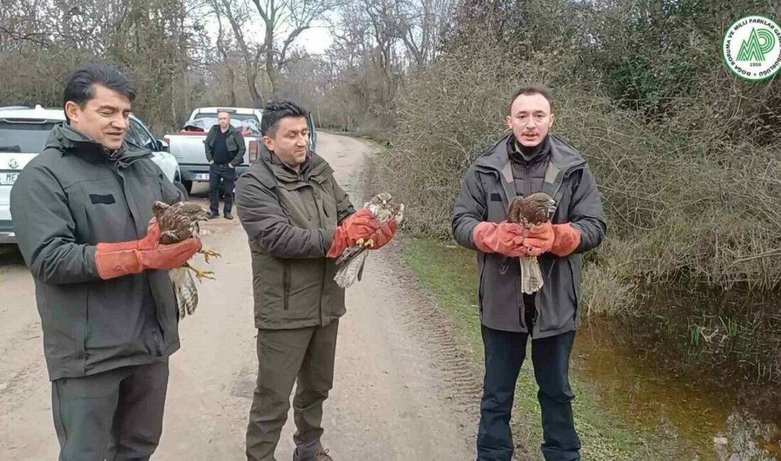Yaralı şahinler özgürlüklerine kavuştu Bursa’da yaralı olarak kurtarılan 3 şahin, tedavilerinin ardından doğaya salındı.