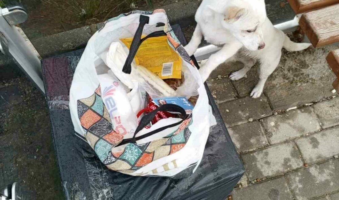 Yavru köpek soğukta “Sahiplenin” notuyla durağa bırakıldı Bursa’nın Gemlik ilçesinde bir otobüs durağına not ile birlikte 3