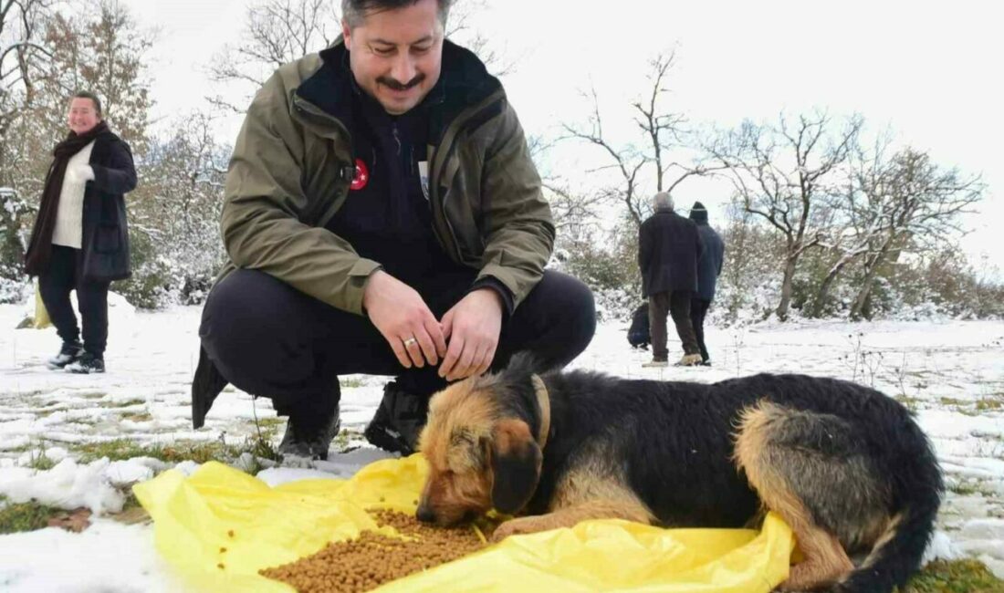 Yenişehir Belediyesi yaban hayvanlar ve kuşlar için beslenme noktaları oluşturdu Yenişehir Belediye Başkanı Ercan Özel, ilçede etkili olan kar yağışı