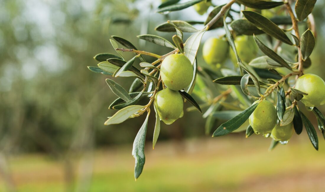 Zeytin üreticisine 800 milyon lira ödeme Marmarabirlik, 2024/2025 iş yılı ürün alım kampanyasında aldığı ürün bedellerinin